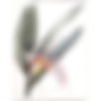 Globba nutans (preview)