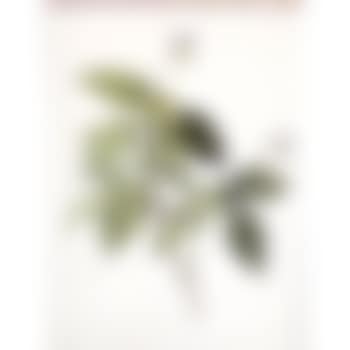 Tradescantia erecta (preview)