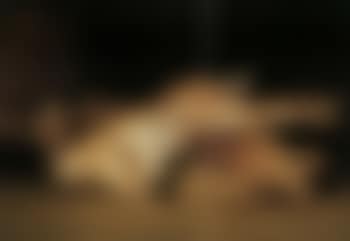Still life of dead hares (preview)