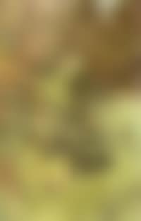 Trees in flower (preview)