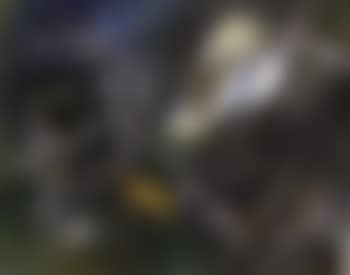 Forces de la nature (preview)