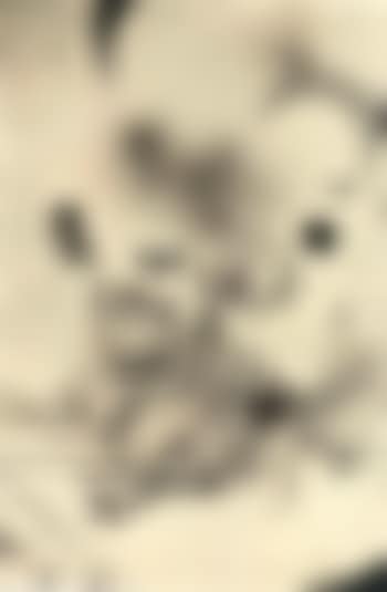 Gato. Serie Historia Natural (preview)