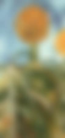 Sunflowers (preview)