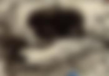 Untitled (preview)