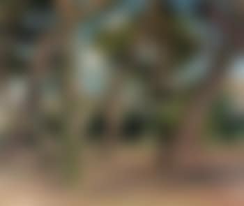 Jardin a Aix en Provence (preview)