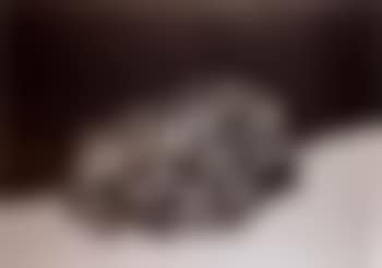 Goya's dog (preview)