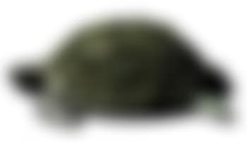 Sea turtle II (preview)