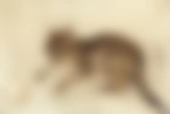 Chat (preview)