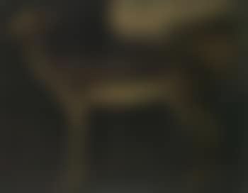 Hind (preview)