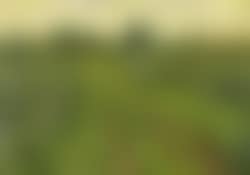Landscape (preview)