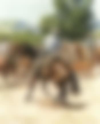 Their tails were all matted and their backs were all raw (preview)