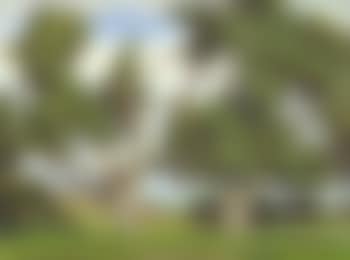 California oaks (preview)