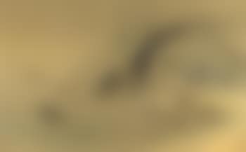 Carp with water weeds (preview)
