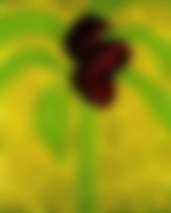 Flowering palm (preview)