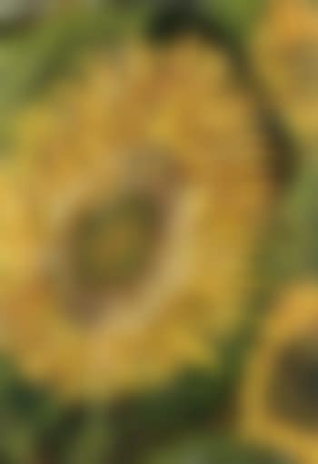 Sunflowers (preview)