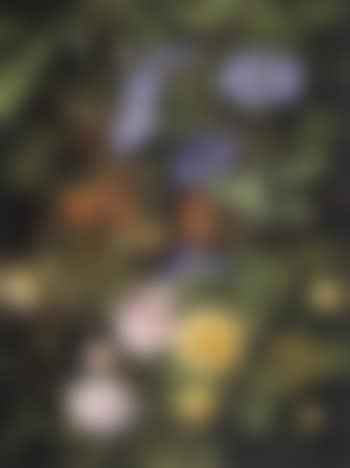 Strawberry plant among clemantis, yellow and red roses in greenhouse (preview)
