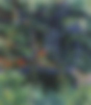 Study of pines (preview)