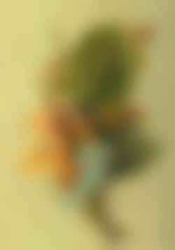 Flower study (preview)