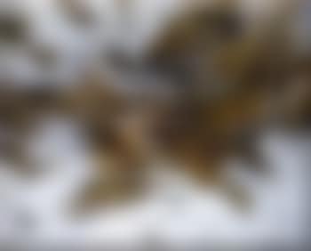 Woodcock in snow (preview)