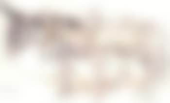 Donkeys (preview)