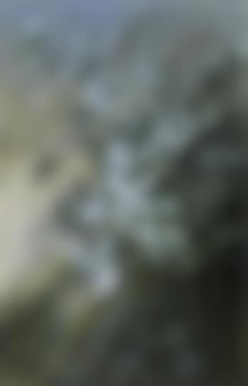 Flannel flowers (preview)