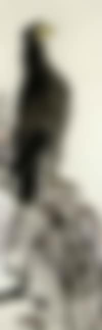 Eagle (preview)