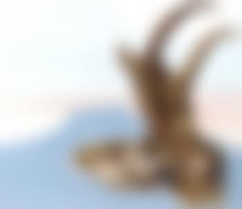 Antelope head with pedernal (preview)