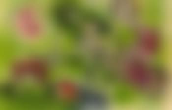 Romeo and Juliet (preview)
