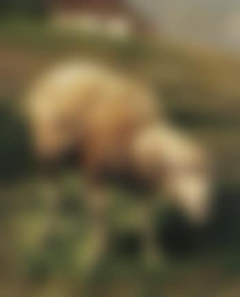Sheep in mountain landscape (preview)