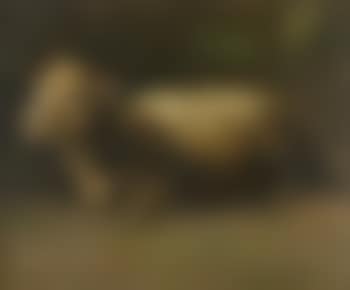 Sheep (preview)