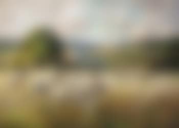 Cattle in a pasture (preview)