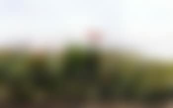 Bank of wild flowers, sea beyond (preview)