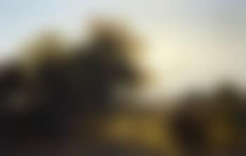 Harvest field, morning (preview)
