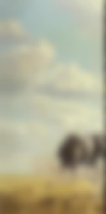 Herd of elephants (preview)