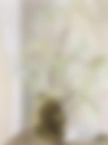 Plants in broken jug (preview)