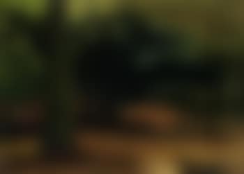 Pines, North Wales (preview)