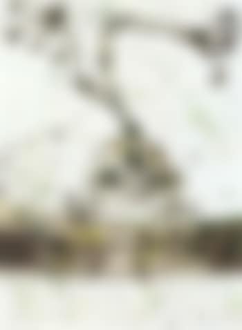 Frog at Kakadu (preview)
