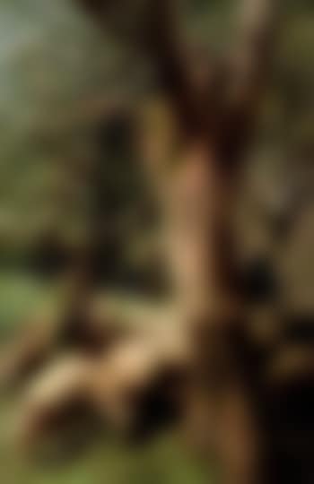 Berger et moutons traversant le verger (preview)