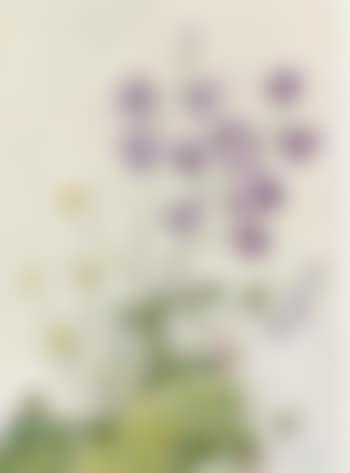 Bouquet of hare-bells and daisies (preview)