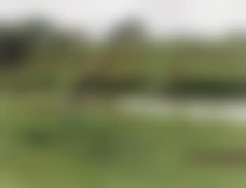 Landscape with waterway and cattle grazing (preview)