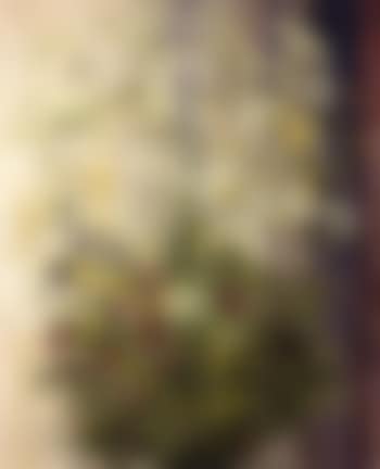 Midsummer wild flowers (preview)