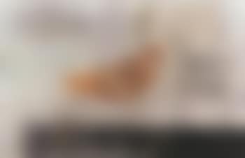 Orange bird (preview)