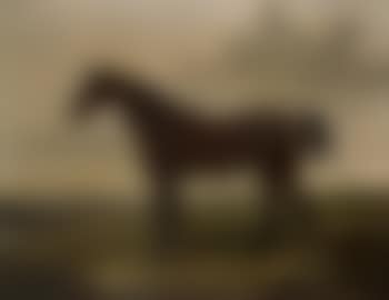 Bloomsbury, a bay racehorse (preview)