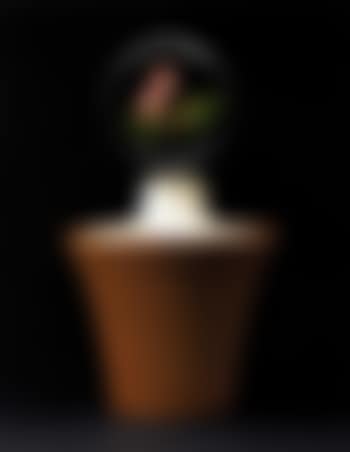 Roses (preview)