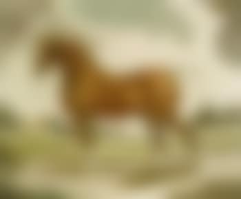 Stallion (preview)