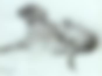 Exhausted companions (preview)
