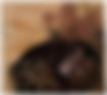 Steak frites (preview)