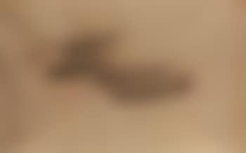 Untitled (preview)