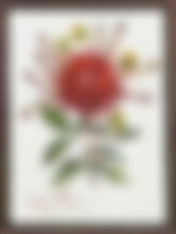 Dahlia rapax (preview)