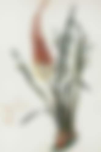 Kniphofia aphrodisiaca (preview)